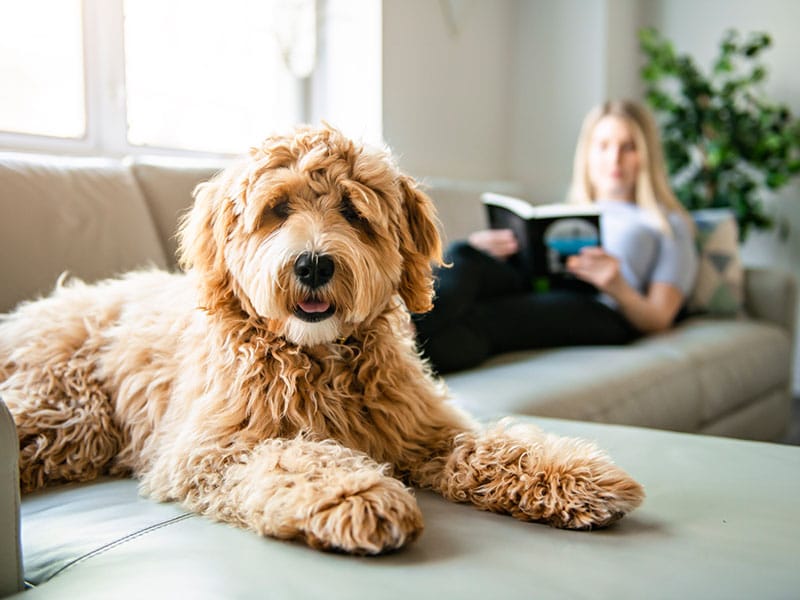 Pet sitting SH